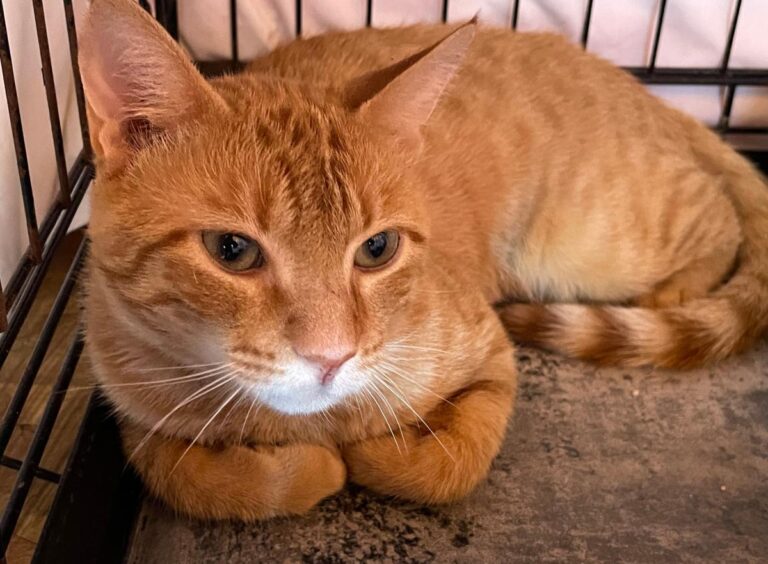 multimedia-foto84914-961-1