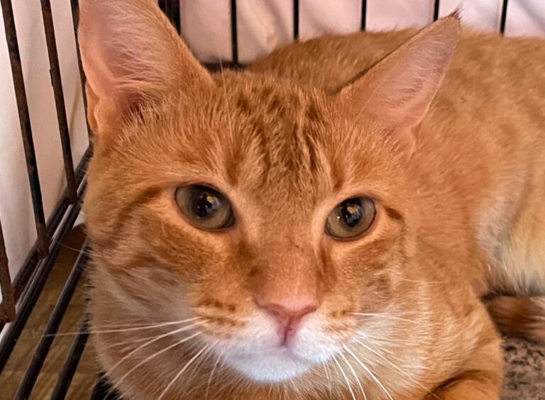 multimedia-foto84915-961-1