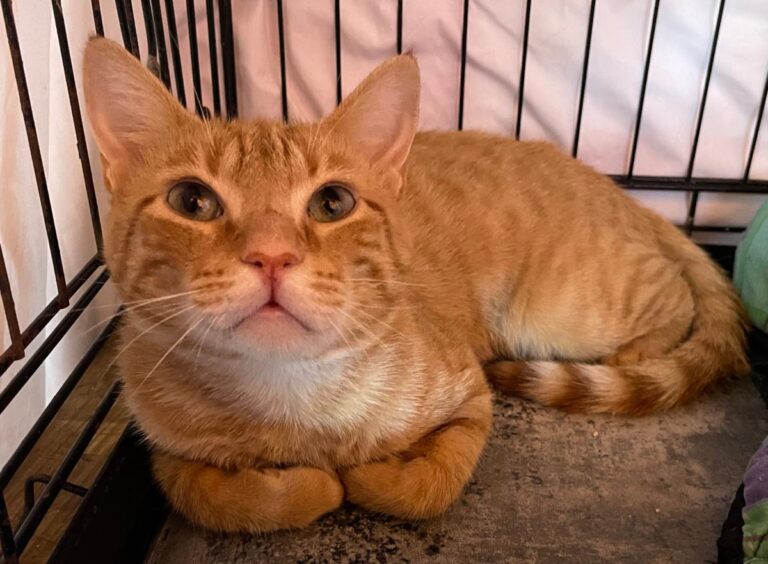 multimedia-foto84916-961-1