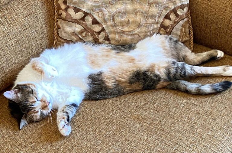 multimedia-foto84920-105-1