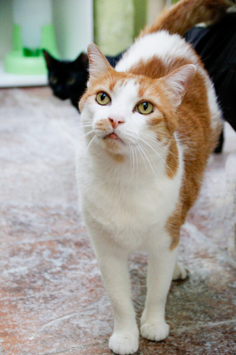 multimedia-foto84923-52-1