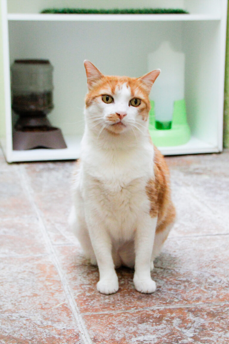 multimedia-foto84924-53-1