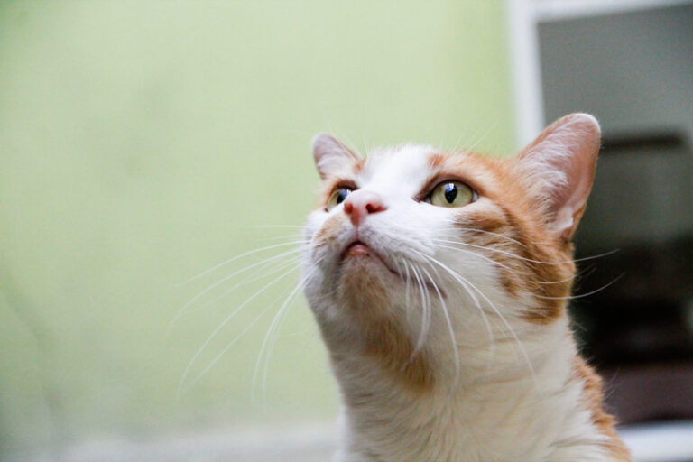 multimedia-foto84925-53-1