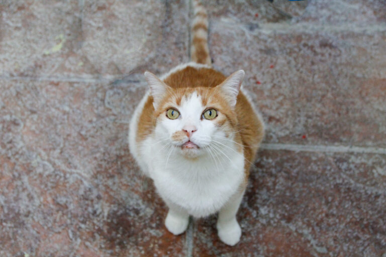 multimedia-foto84926-53-1