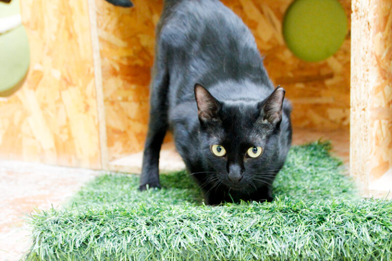 multimedia-foto84928-178-1