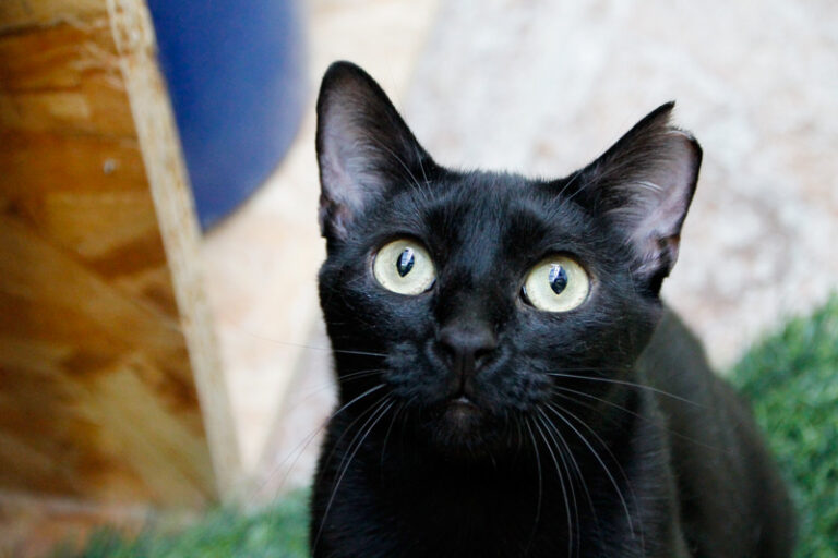 multimedia-foto84929-178-1