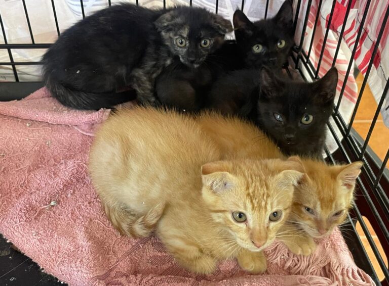 multimedia-foto84937-997-1