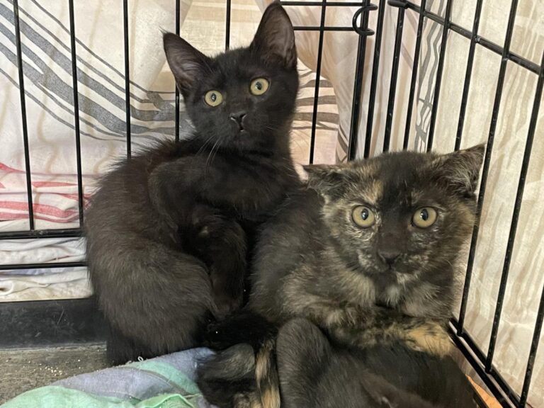 multimedia-foto84938-997-1