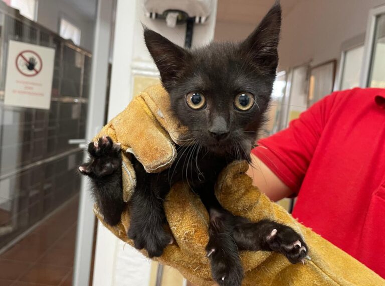 multimedia-foto84939-997-1