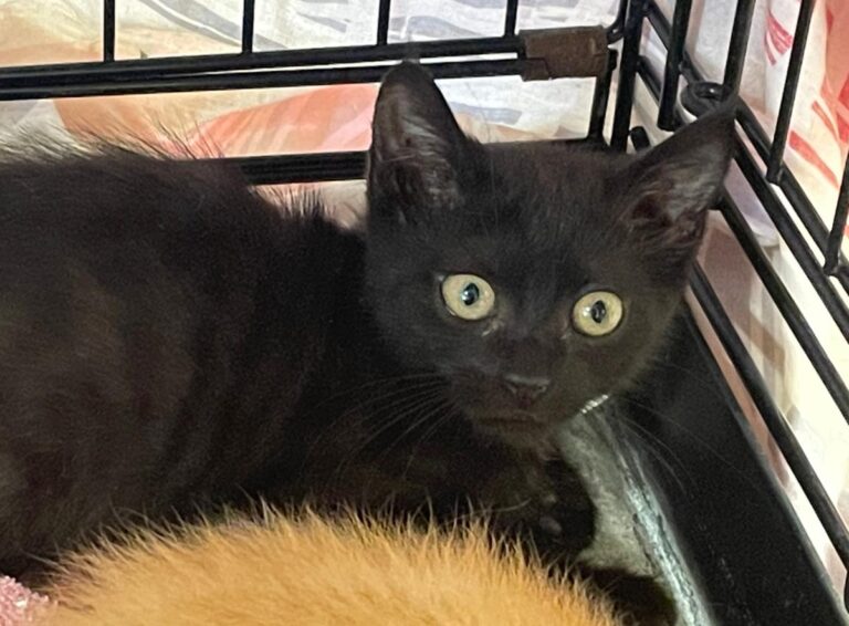 multimedia-foto84940-998-1