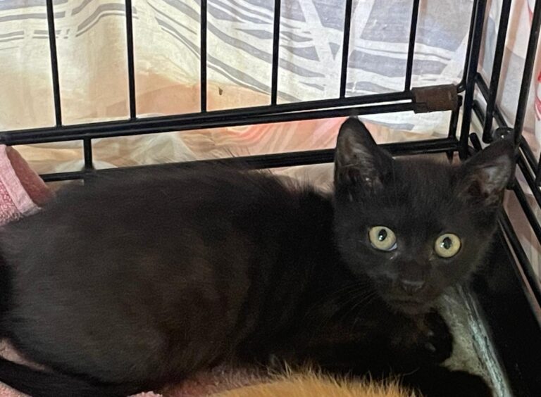 multimedia-foto84941-998-1