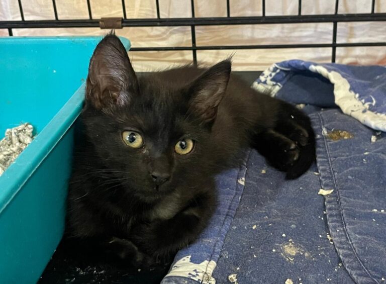 multimedia-foto84942-998-1