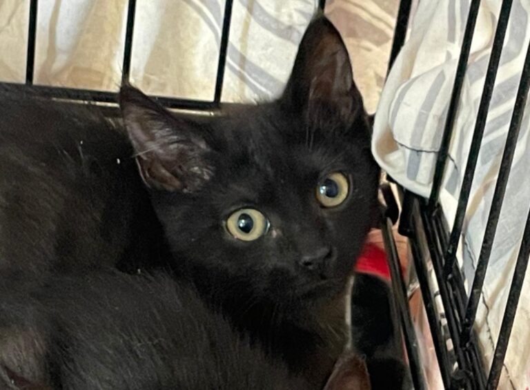 multimedia-foto84943-998-1