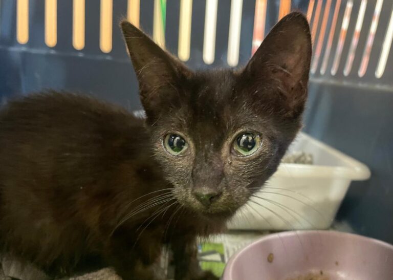 multimedia-foto85002-934-1