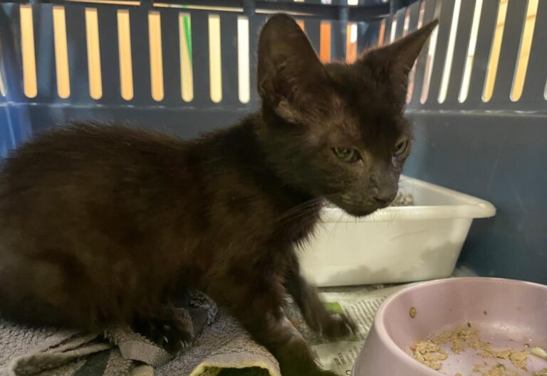 multimedia-foto85003-934-1