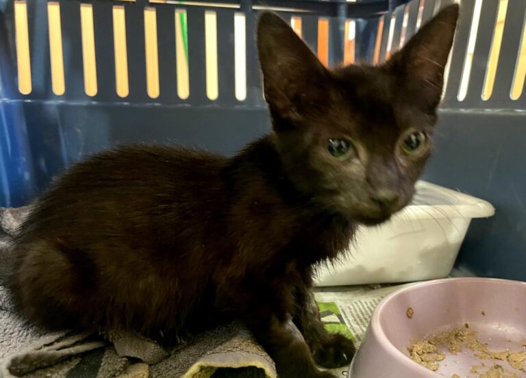 multimedia-foto85004-934-1