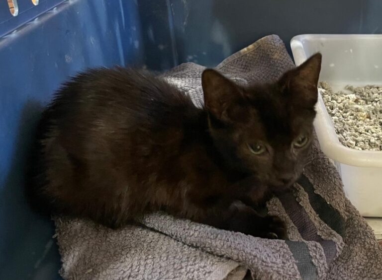 multimedia-foto85005-934-1