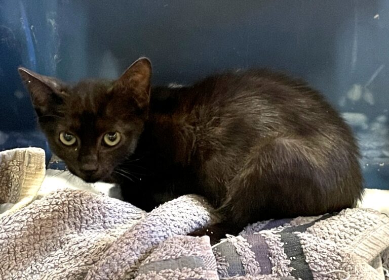 multimedia-foto85006-934-1