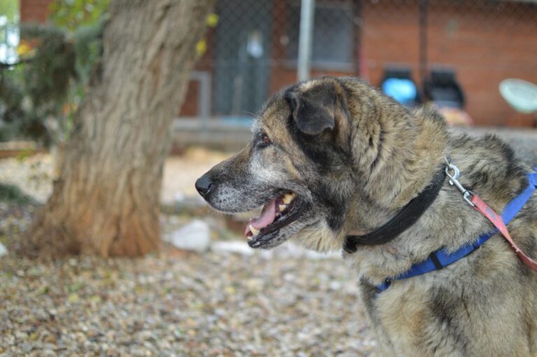 multimedia-foto85024-704-1