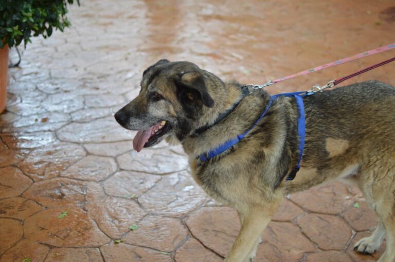 multimedia-foto85025-704-1