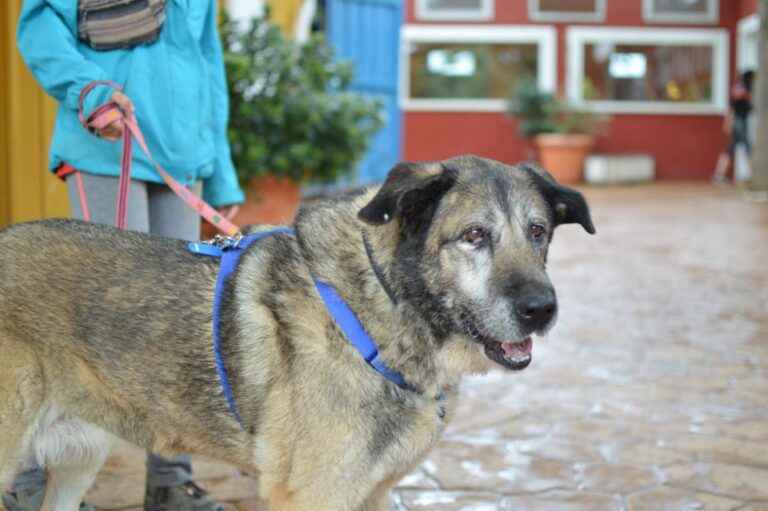 multimedia-foto85026-704-1