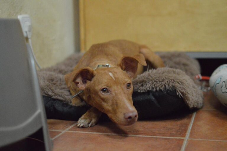 multimedia-foto85027-740-1