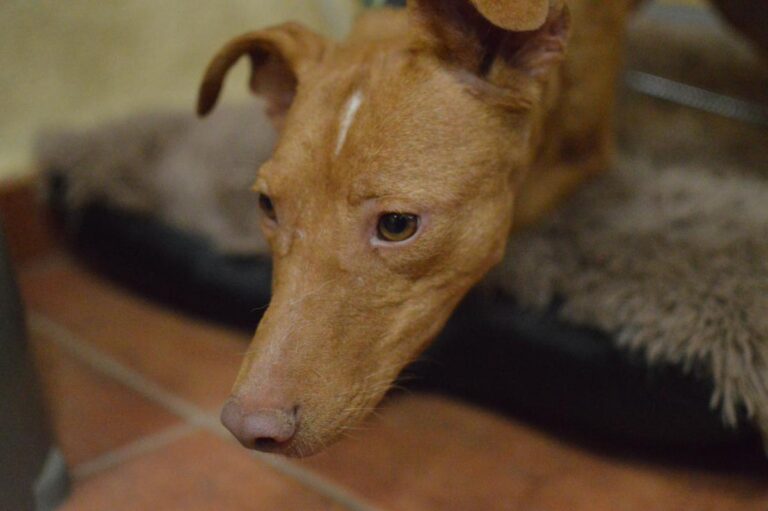 multimedia-foto85028-740-1