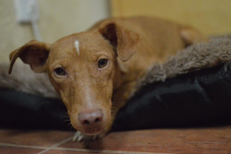 multimedia-foto85029-740-1