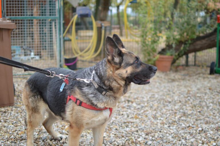 multimedia-foto85043-946-1