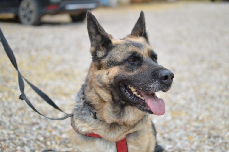 multimedia-foto85046-946-1