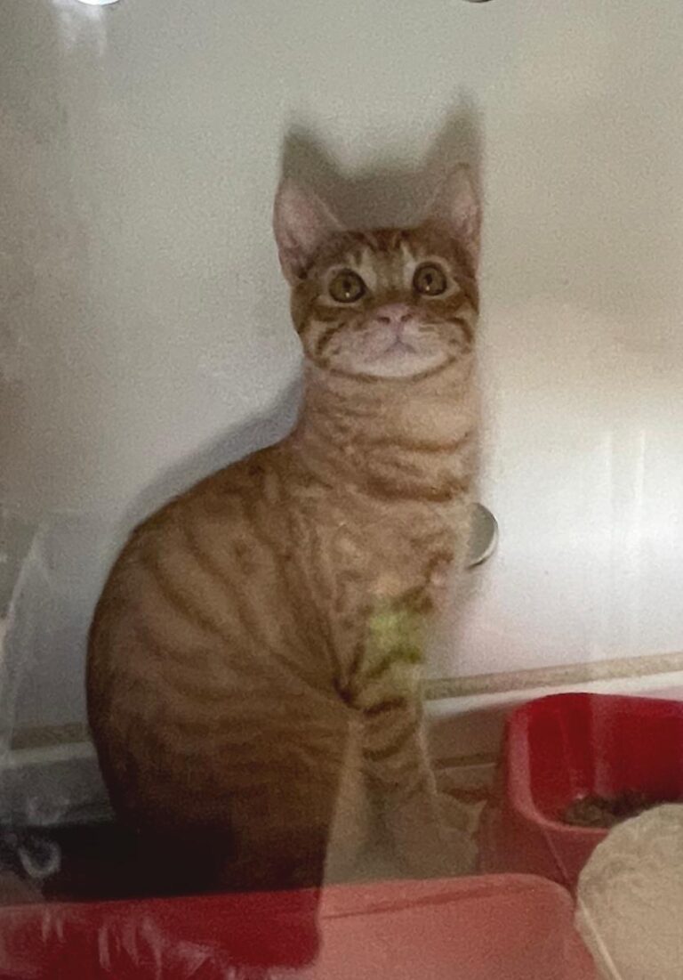 multimedia-foto85060-874-1