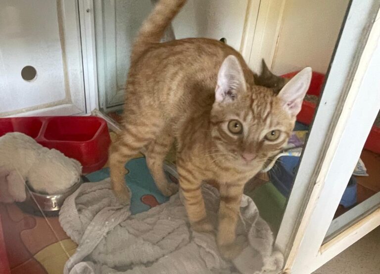 multimedia-foto85061-874-1