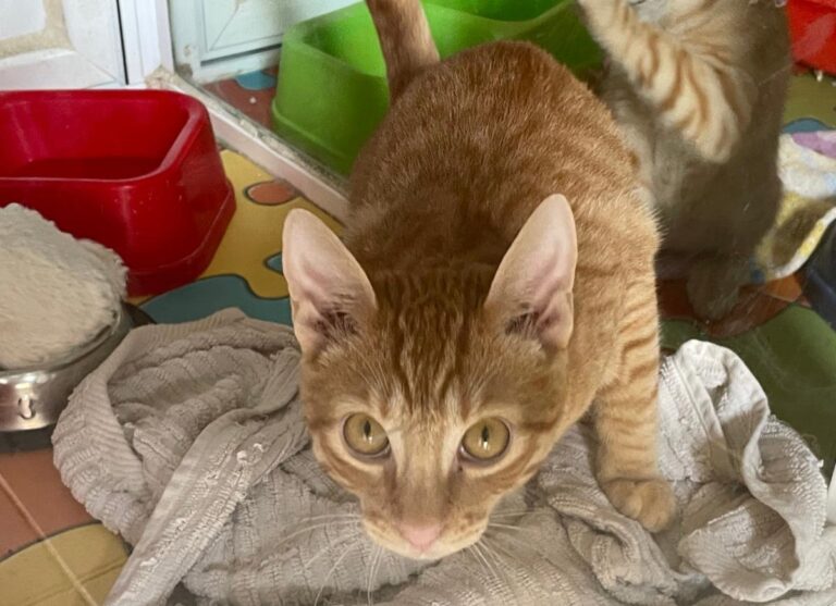 multimedia-foto85062-874-1