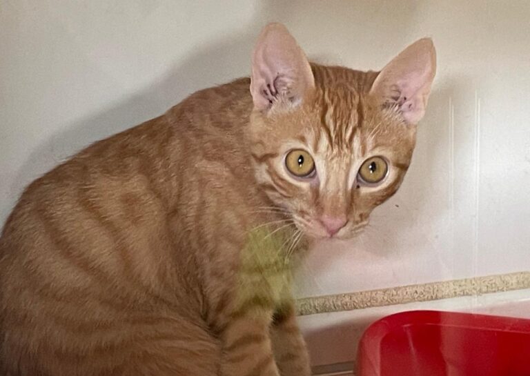 multimedia-foto85064-875-1