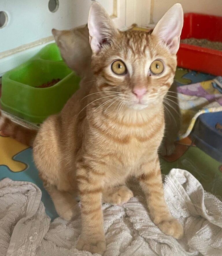 multimedia-foto85065-875-1