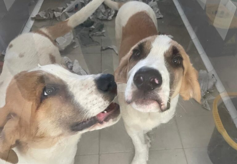 multimedia-foto85072-14-1