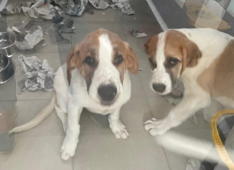 multimedia-foto85073-15-1