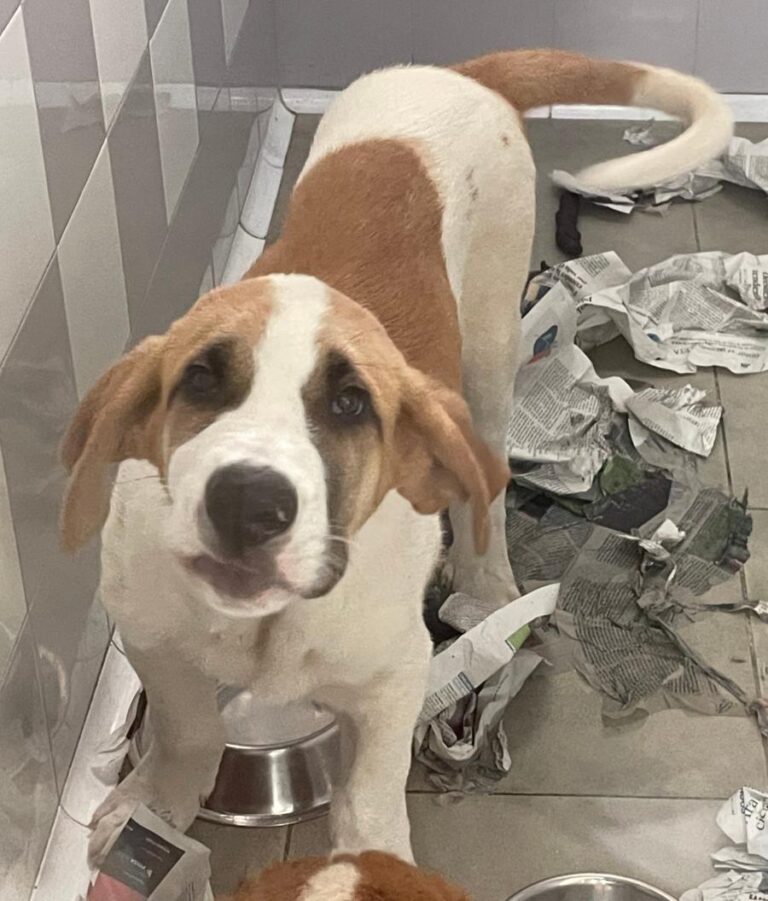 multimedia-foto85074-15-1