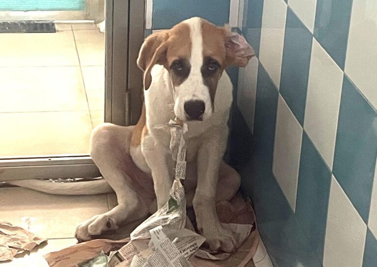 multimedia-foto85077-15-1