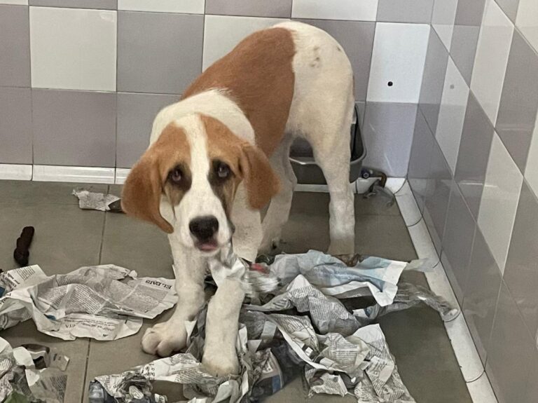 multimedia-foto85079-16-1