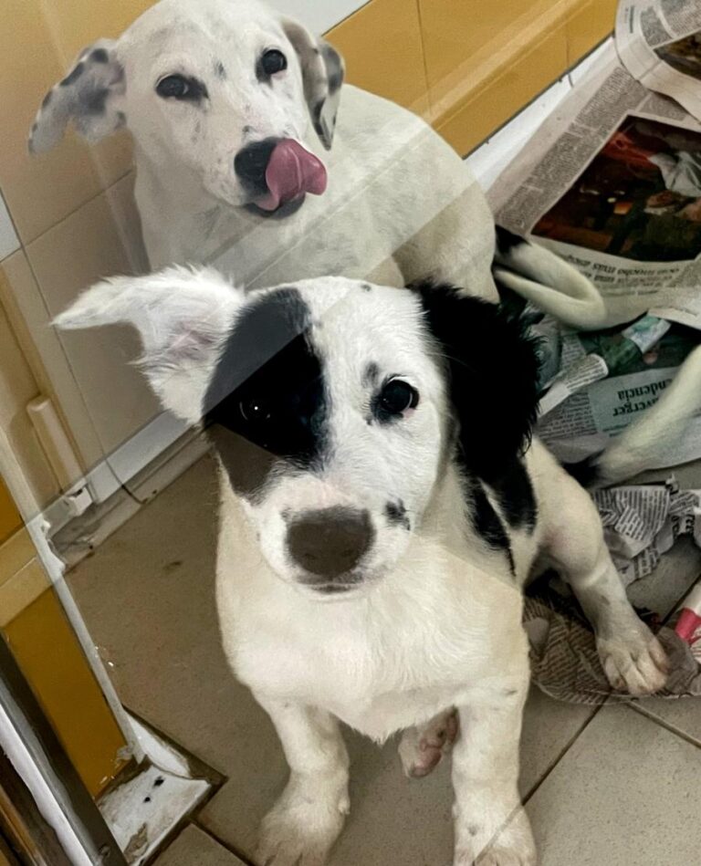 multimedia-foto85107-913-1