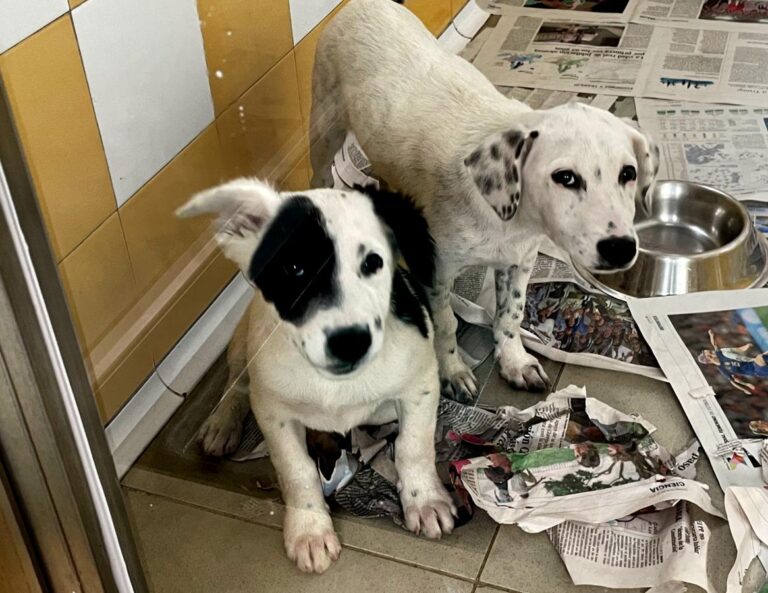 multimedia-foto85108-913-1