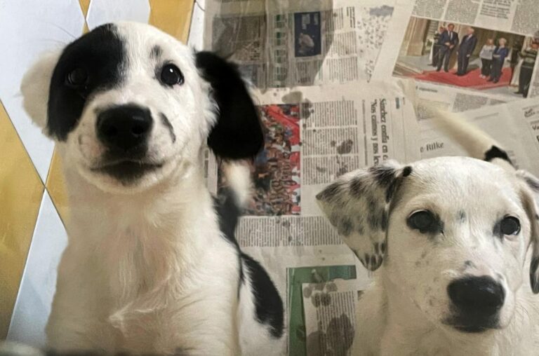 multimedia-foto85109-913-1