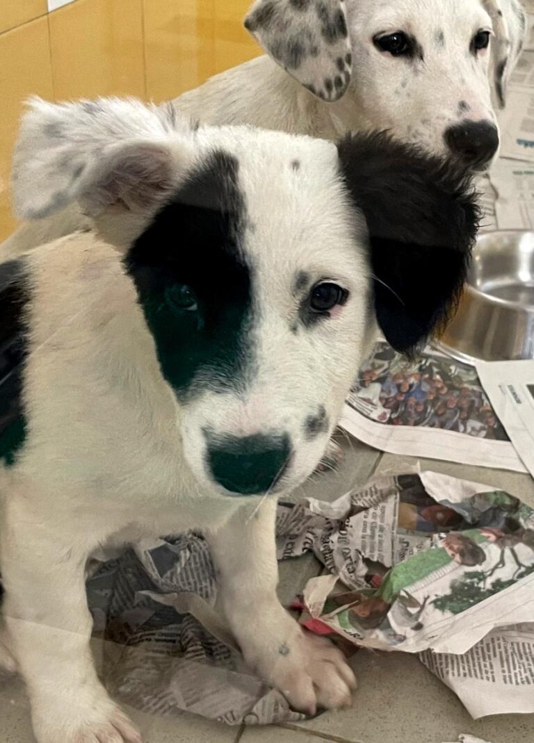 multimedia-foto85111-914-1