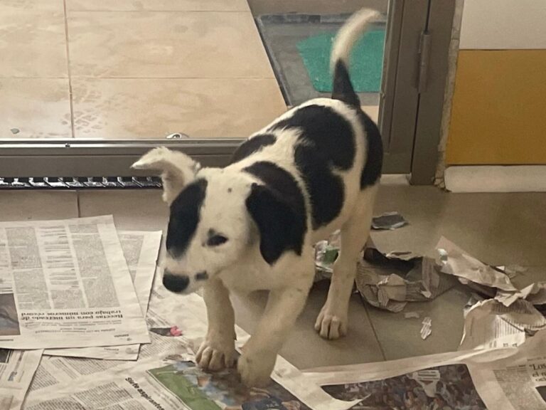 multimedia-foto85112-914-1