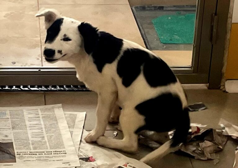 multimedia-foto85113-914-1