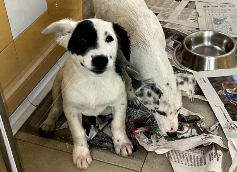 multimedia-foto85114-914-1