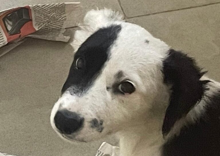 multimedia-foto85115-914-1