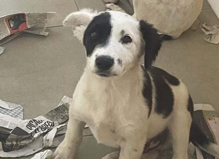 multimedia-foto85116-915-1