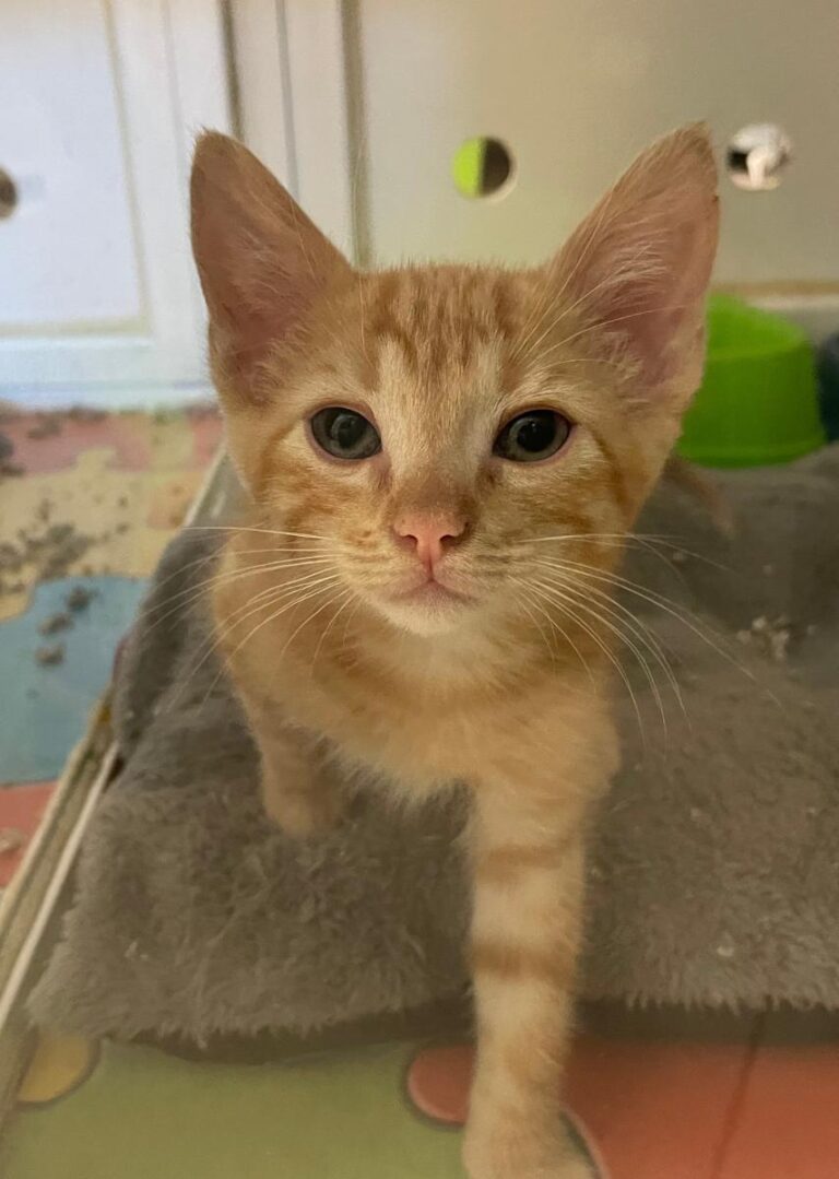 multimedia-foto85126-591-1